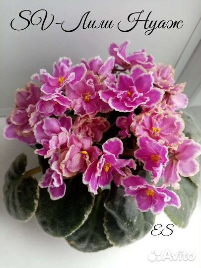 Сортовые фиалки (Стартеры)