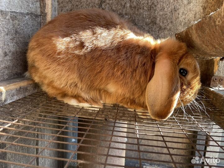 Кролик вислоухий