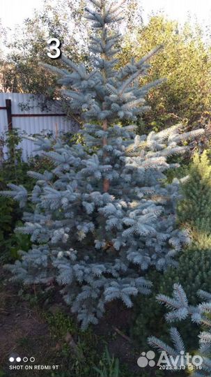 Ель голубая