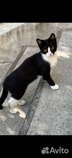 Котята в добрые руки бесплатно