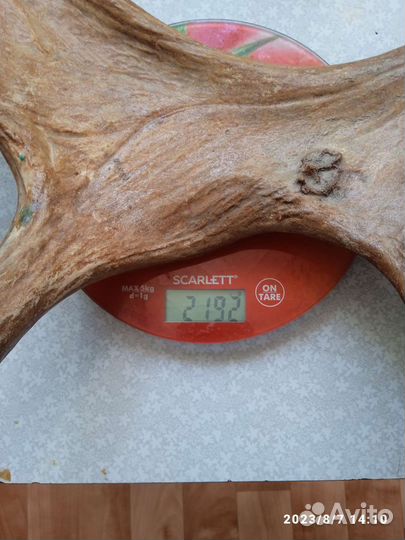 Рога разные