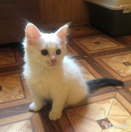 Котенок в добрые руки