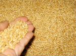 Зерно пшеница 5 класс