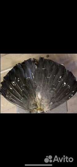 Хвост птицы