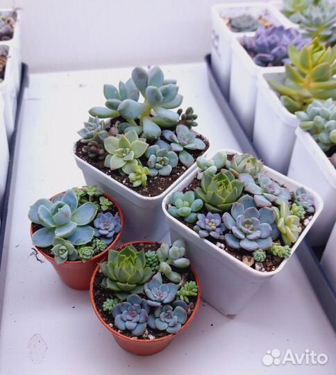 Садик из суккулентов
