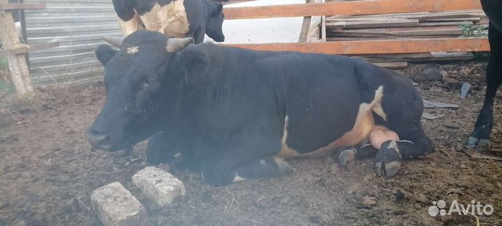 Быки и Телки