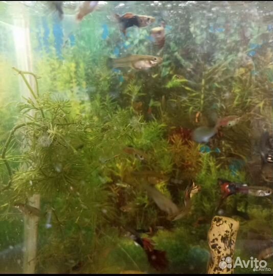 Аквариумные рыбки гуппи