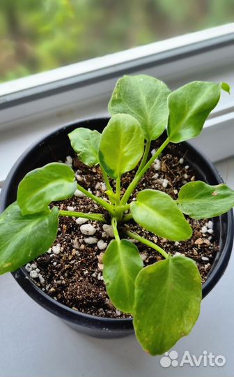 Филодендрон