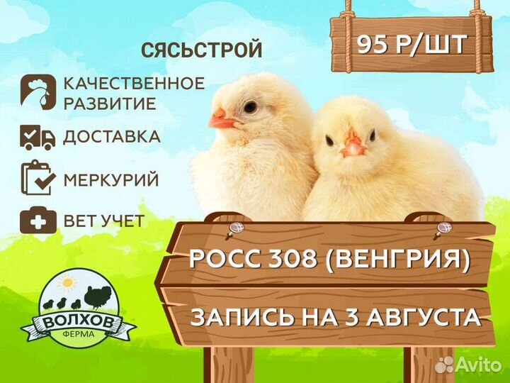 Цыплята суточные бройлер Сясьстрой