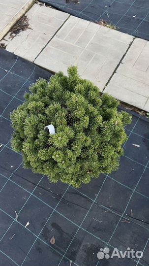 Сосна горная миникин с 25 20-40 см