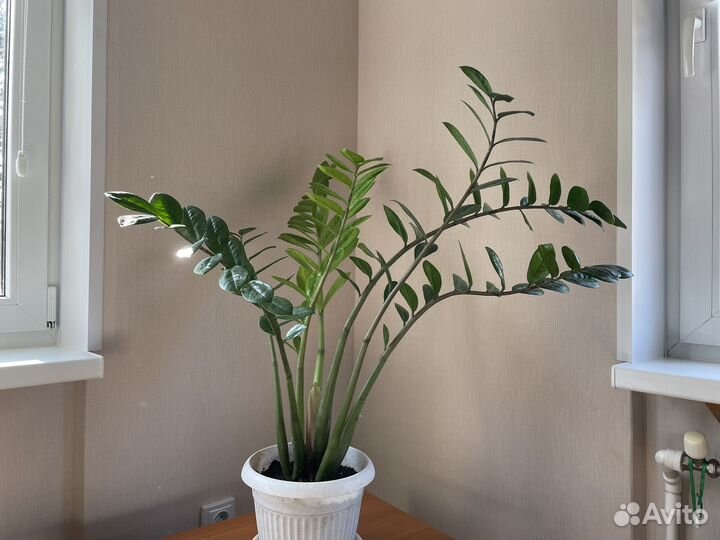 Замиокулькас растение 6 стволов