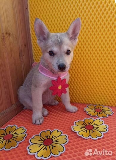 Большой выбор щенят в хорошие руки