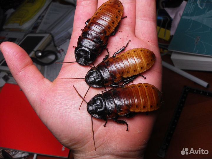 Насекомые для корма