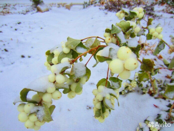 Снежеягодник