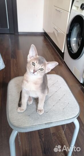 Абисинский котенок
