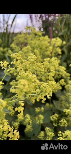 Многолетние садовые растения