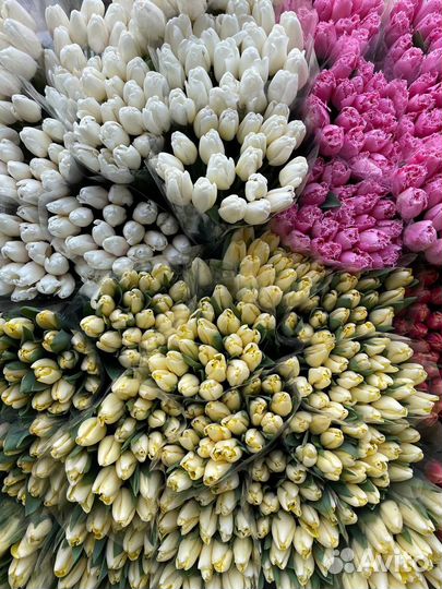 Цветы тюльпаны