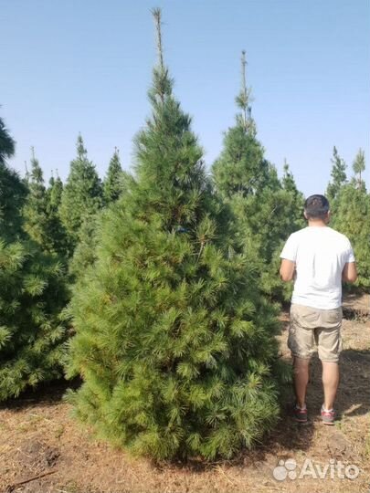 Сосна веймутова Высота от 150см