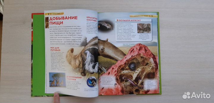 Энциклопедия Животные