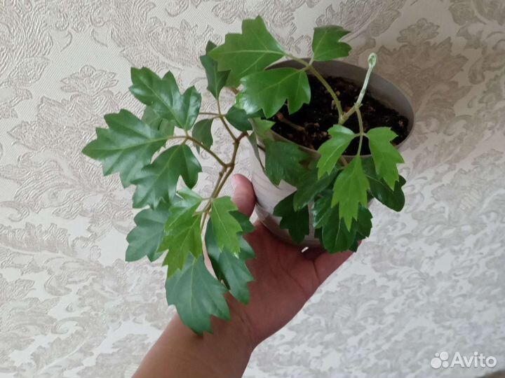 Циссус (березка)