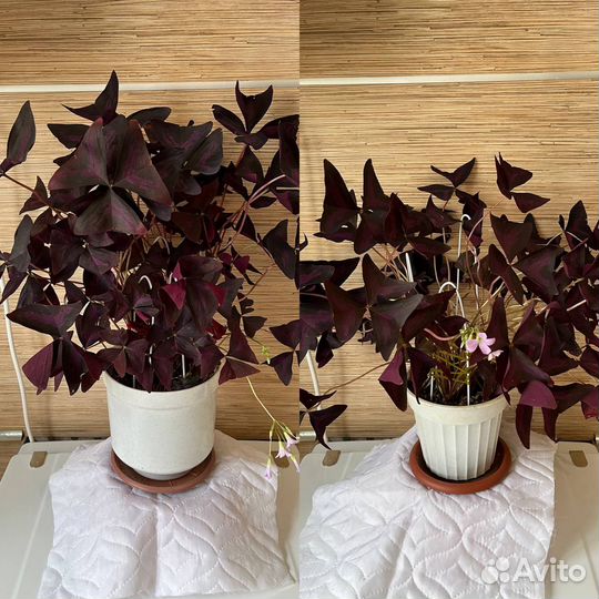 Комнатные цветы бесплатно