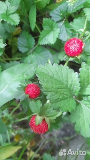 Ландыши, дюшенея, хлорофитум