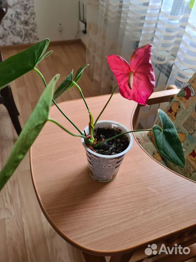 Спатифиллум и другие комнатные растения