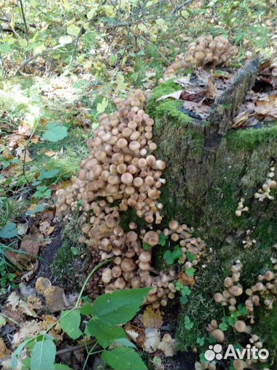 Грибы опята