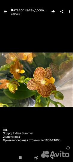 Орхидеи приход в начале октября