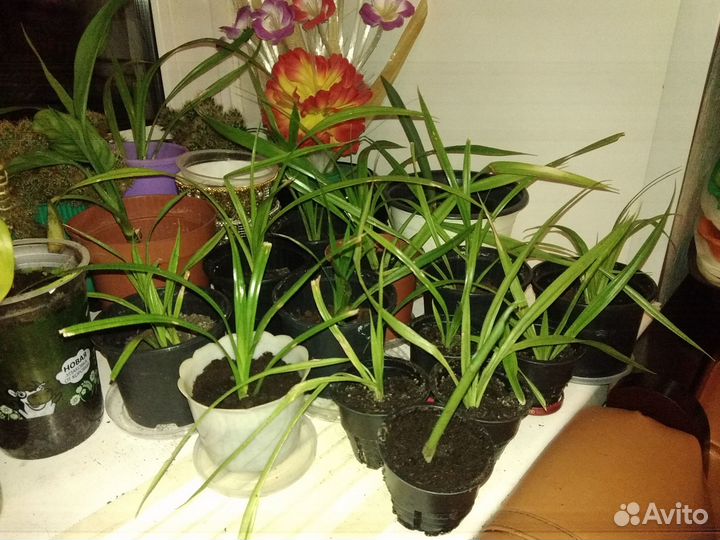 Отростки Пандануса,Аглаонемы,Кактуса,Традесканции