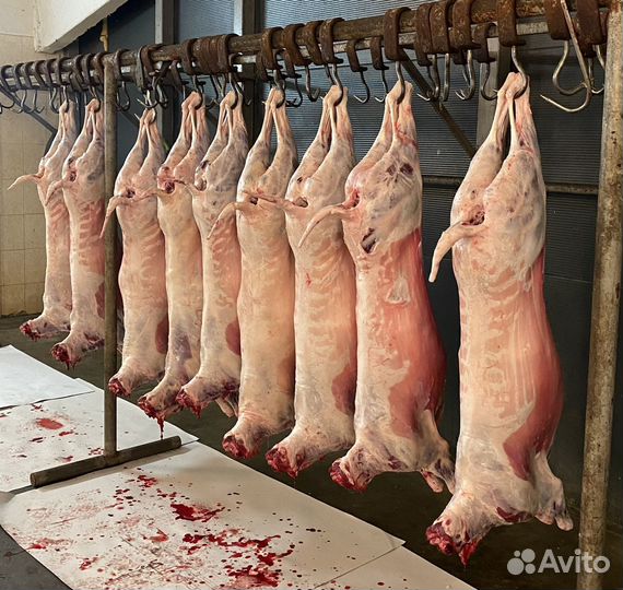 Мясо молодой баранины оптом и поштучно тушками