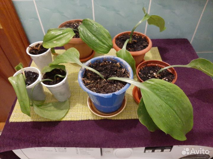 Эухарис амазонская лилия