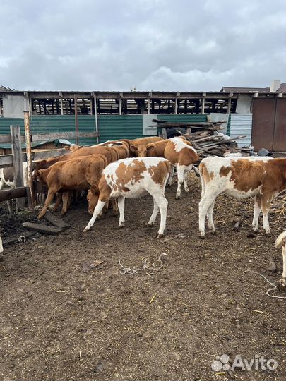 Бычки телки