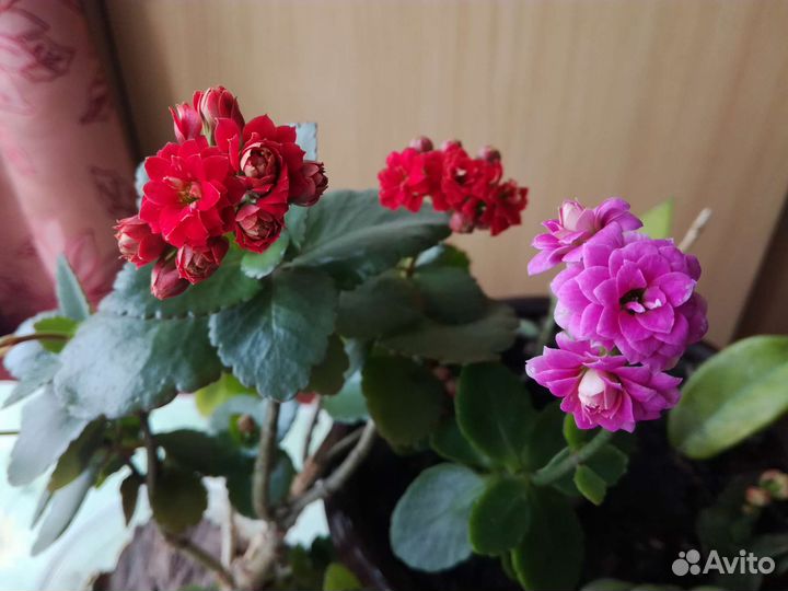 Каланхоэ цветущее и лечебное