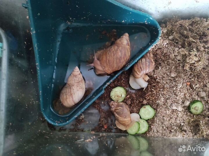 Улитки ахатины большие с аквариумом