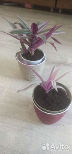 Миртовое дерево, каменная роза, китайская роза, ре