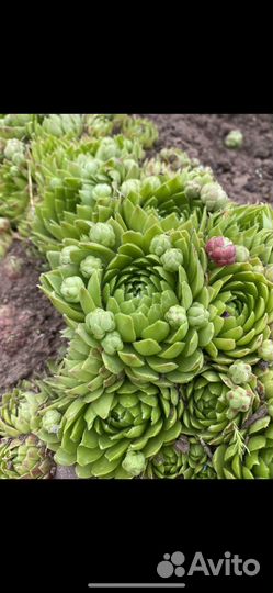 Многолетние растения (молодило, хосты, ирис)