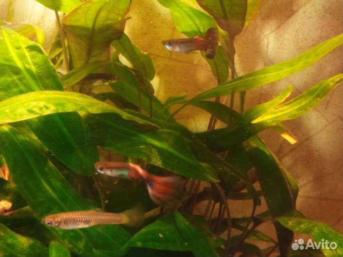 Рыбки гуппи