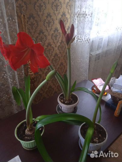 Комнатные цветы