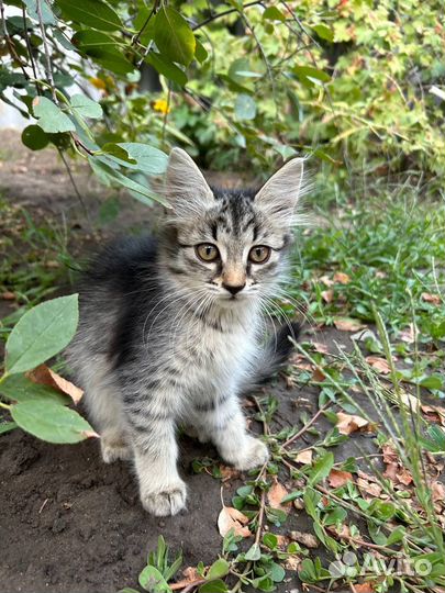 Котенок девочка