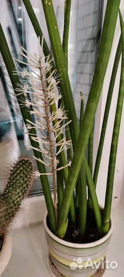 Сансевиерия цилиндрика