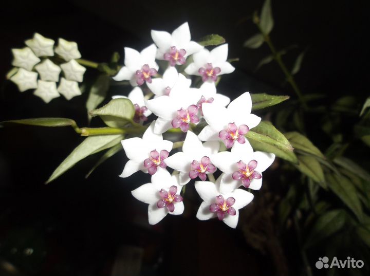 Цветок Хойя Белла