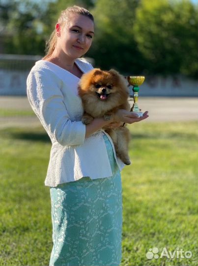 Профессиональный хендлер