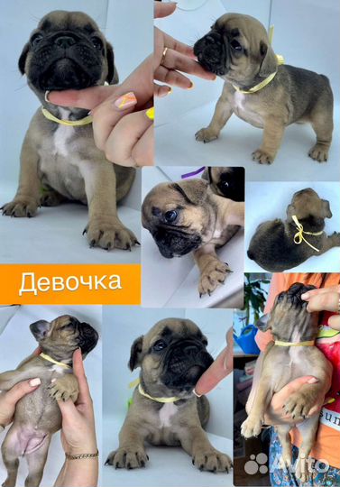 Щенки Французского бульдога