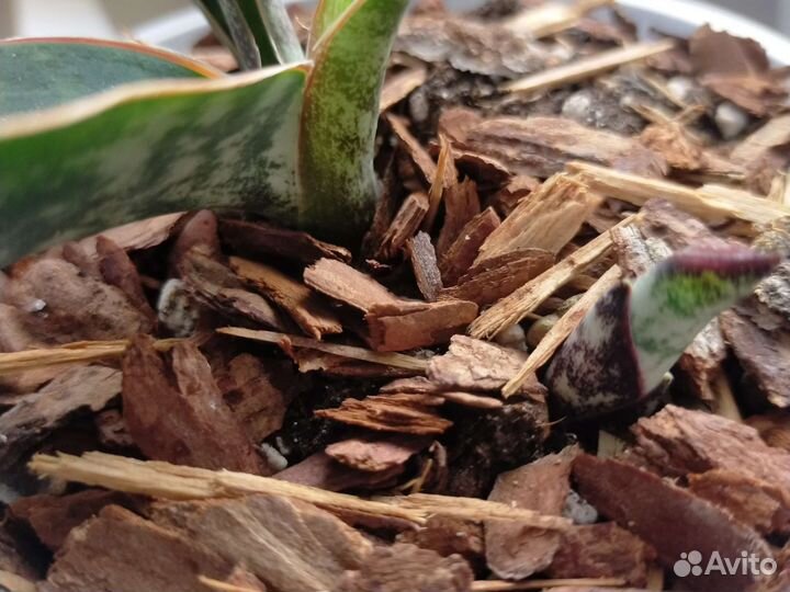 Сансевиерия Масониана Виктори