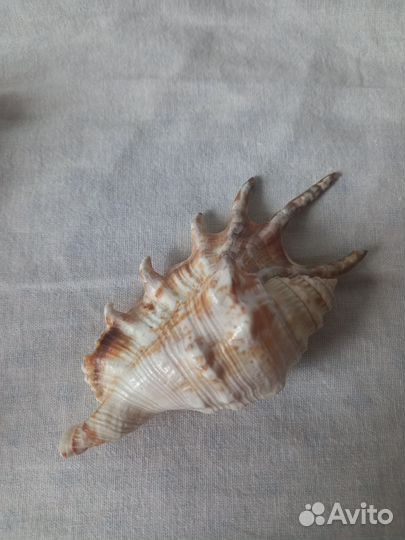 Морские раковины и звезда