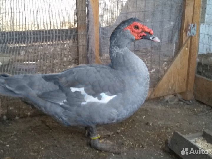 Селезень индоутки