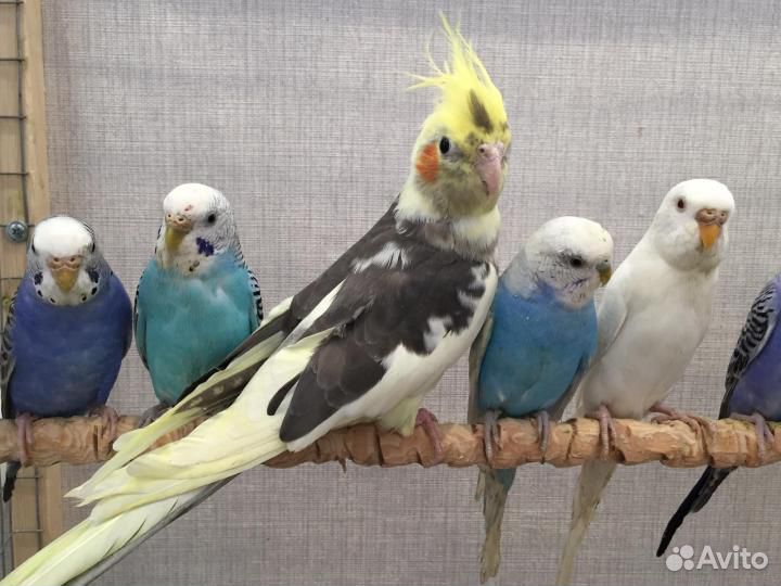 Попугайчики большой выбор
