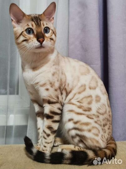 Бенгальский кот вязка