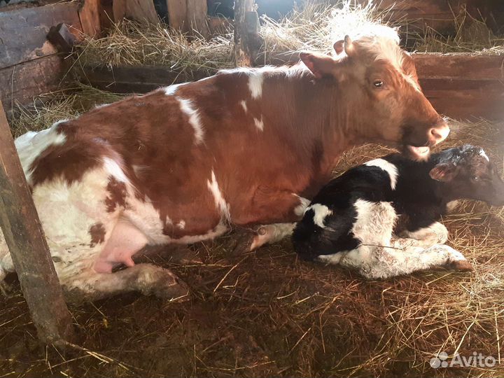 Коровы дойные
